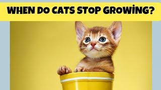 When Do Cats Stop Growing?  - The Answer Might Surprise You! - Cats Knowhow