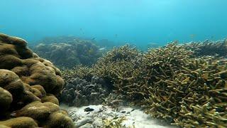 Bamboo Island Snorkeling (4K)