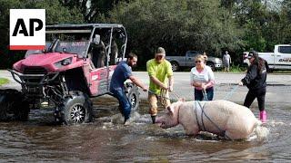 Pig rescued in Florida after Hurricane Milton floods streets