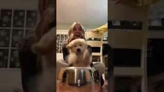 Funny and cute dog compilation 