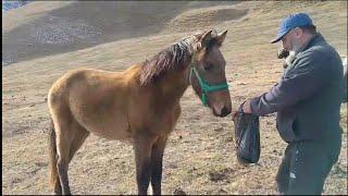 Зимняя подкормка лошадей. Winter feeding of horses