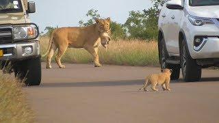 SOUTH AFRICA lioness brings her cubs to a safe place, Kruger national park