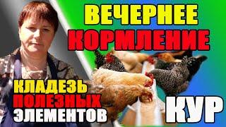 Вечернее кормление кур. Кладезь полезных элементов.