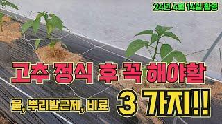 고추 정식 후 꼭 해야할 3가지!! 고추 활착 100% 고추 농사 잘 짓는 법!
