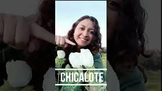 Chicalote o cardo santo:  características y usos en la medicina tradicional mexicana y en el campo