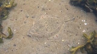 Осенняя охота на камбалу / Autumn flounder hunting