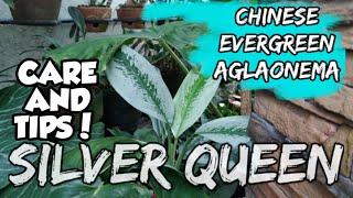 CHINESE EVERGREEN AGLAONEMA (SILVER QUEEN -care and tips)