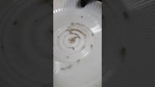 Silverfish infestation in an apartment block