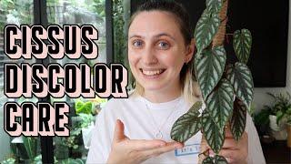 How to Care for CISSUS DISCOLOR 🪴 Rex Begonia Vine Tips & Tricks