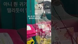 겁쟁이 쫄보지만 귀여우니까 괜차나