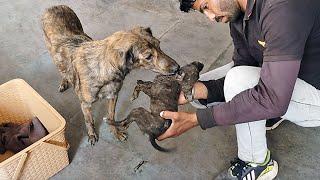 Worried momma dog licks her baby during rescue…