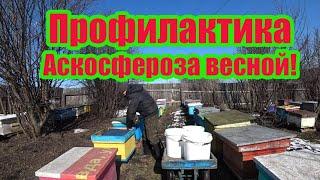 ПРОФИЛАКТИКА И ЛЕЧЕНИЕ АСКОСФЕРОЗА НА ПАСЕКЕ ВЕСНОЙ