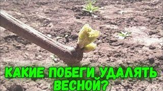 КАКИЕ ПОБЕГИ УДАЛЯТЬ ВЕСНОЙ? Формировка виноградного куста и первая обломка побегов.