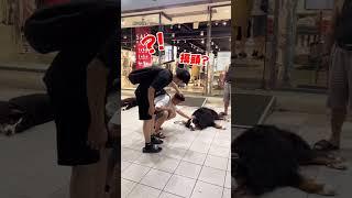 【傻眼狗勾】伯恩山犬在店前吹風 被人摸頭竟還引發接龍?!｜寵物｜狗勾｜伯恩山犬｜乘涼｜摸頭｜接龍｜可愛