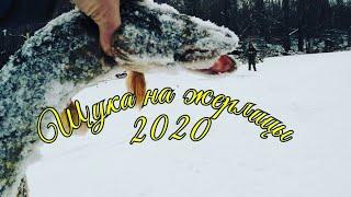 Щука на жерлицы. Зима 2020