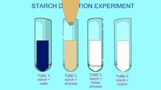 starch digestion 1