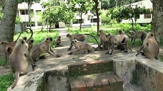 Monkeys Fighting With other groups II Langur Monkey Fight and Sounds