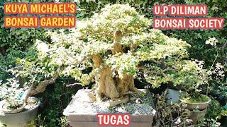 U.P DILIMAN BONSAI SOCIETY+MICHAEL 'S BONSAI GARDEN