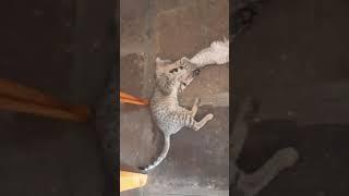Tanu play manu