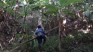 Pamumuwag ng mga katutubong aeta sa bubuyog na kinatatakutan nilang lahat