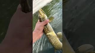 Got him this time #northernpike  #minnesota #lake #fun