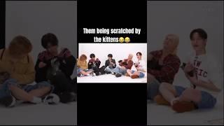 Only Lee know the cat butler survived #straykids #viral #youtubeshorts