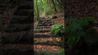 Madeira #shorts #relaxing #nature #video #video