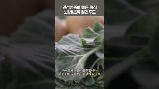 만성염증에 좋은 음식 노랑&초록 컬러푸드 #shorts