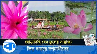 পদ্মফুলের সাম্রাজ্য দেখতে প্রকৃতিপ্রেমীরা ছুটছেন ঘোড়াদিঘি বিলে |  Poddo Bil | Kaler Kantho