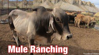 Chasing Brahman Cows On Mules; Mule Ranching Vlog #4