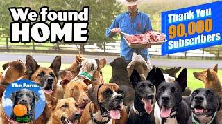 Homeless Dogs Find HOME (Song by Nick Jonas Lyrics) | Farm Family Simple Life | Happy Dog Videos