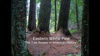 Eastern White Pine- the Tree Rooted in American History