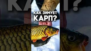 Как зимует карп?