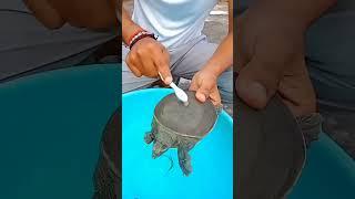 | Turtles Ko Kaise Saaf Karen |  #shorts #shortsvideo #turtle