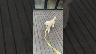 카페 할미한테 재롱부려야되는데.. #강아지 #토이푸들 #puppy #강아지브이로그 #아침산책