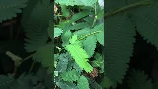 會動的植物_含羞草怕醜草