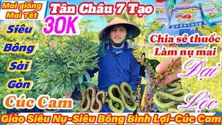 07/11️0364712144️mai vàng giá rẻgiảm giá 30k-giảo Siêu Nụ-Siêu Bông Bình Lợi-bạch mai-cúc cam