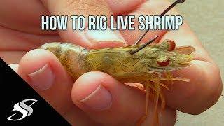 How to Rig Live Shrimp for Fishing - Most Effective Technique!