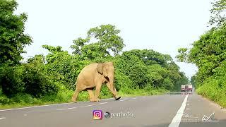 Indian bull elephant crossing national highway | राष्ट्रीय राजमार्ग पार करता हुआ मकना हाथी