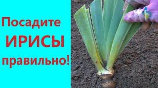 PLANT IRISES RIGHT! Transplant and planting irises step by step.