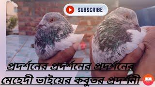 High Flyer Pigeon in Bangladesh. #RasinPigeonLoftRacingPigeon#HighFlyerPigeon