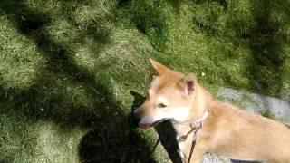 Arata The Shiba Inu happy about the small things