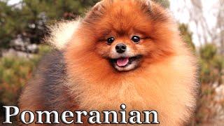 Young Pomeranian dog. Top quality for dog show. #pomeranians #cutepomeranian #pomeraniandogs