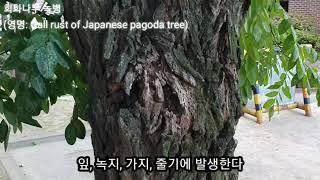 수목 병해 회화나무 녹병  Uromyces truncicola (Gall rust of Japanese pagoda tree)