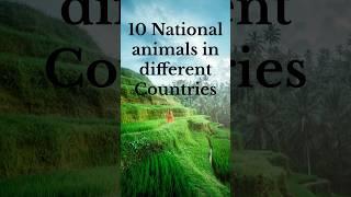 10 national animals from different countries ! #viral #trending #trendingshorts #viralshorts#fun