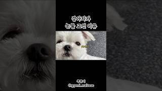 #눈물 고인 #강아지