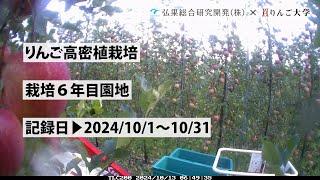 タイムラプス　2024年10月1日～10月31日　りんご高密植栽培　栽培6年目園地　定点観測【弘果総合研究開発株式会社】