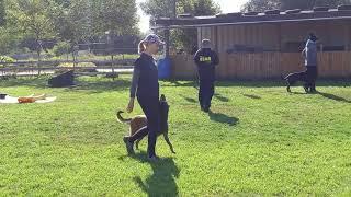ZARA IRO T V obedience