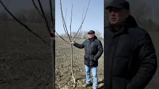 AGROKARADAG - Green Life Питомник, Саженец грецкого ореха Чандлера, Саженец миндаля, Саженец фруктов