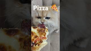 Kitten's Pizza Day #Persik #kitten #cat #pizza #eat #Персик #котенок #кот #пицца